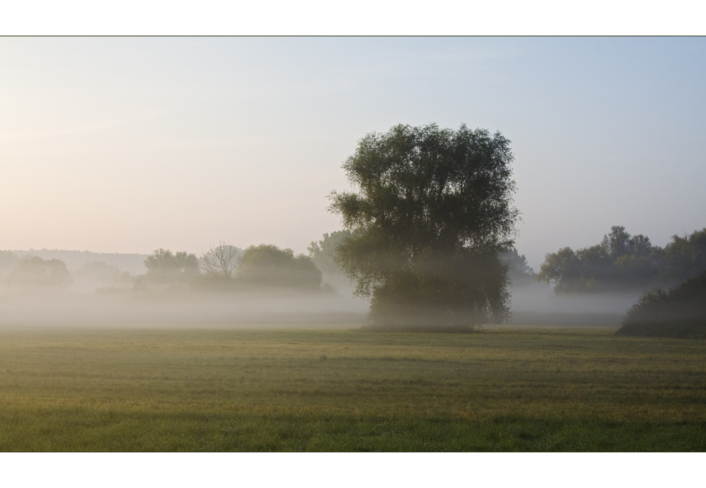 Frühnebel im Bruch