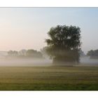 Frühnebel im Bruch