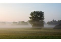 Frühnebel im Bruch