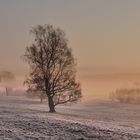 Frühnebel im Februar