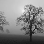 Frühnebel im Februar