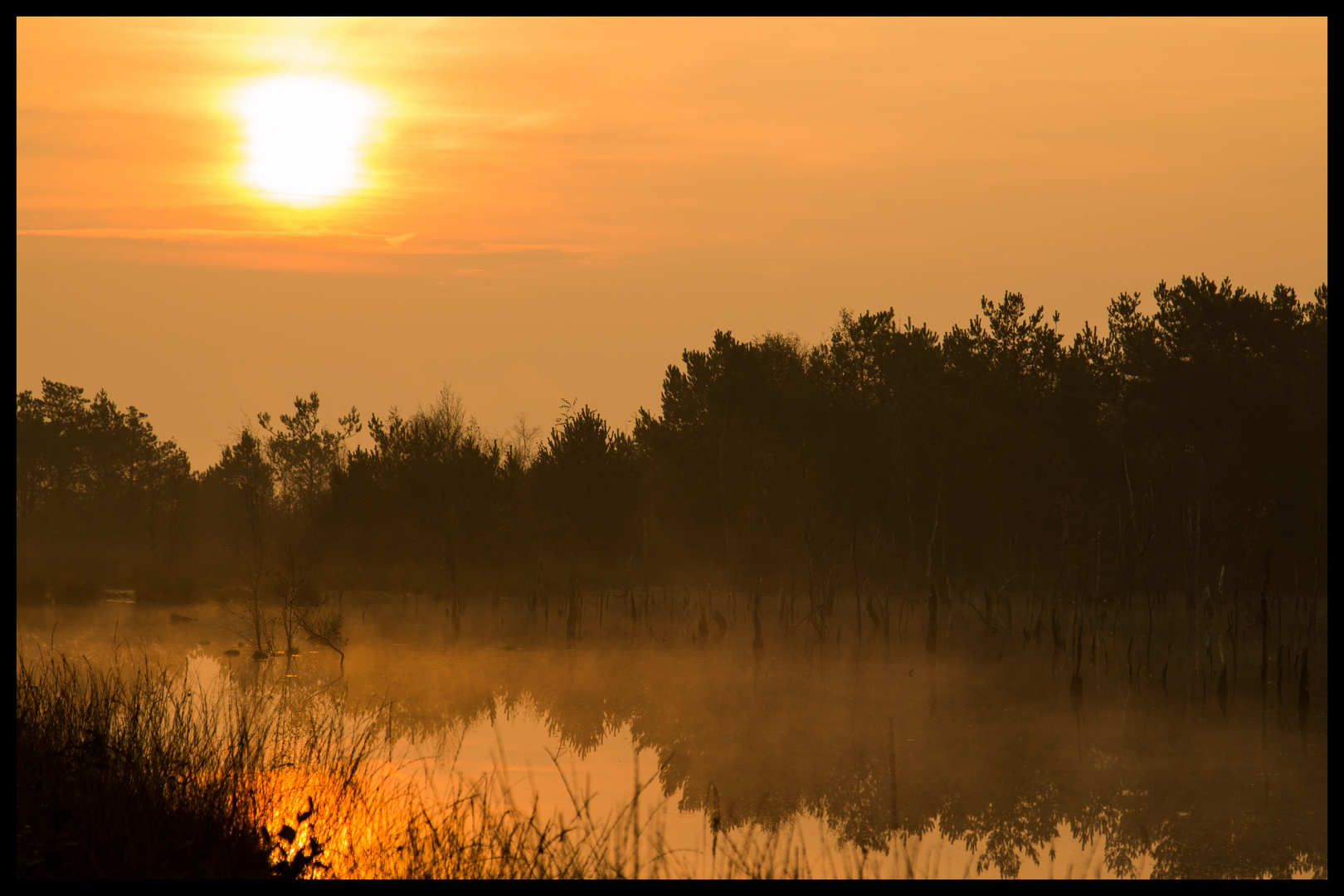 Frühnebel im Goldenstedter Dreiecksmoor