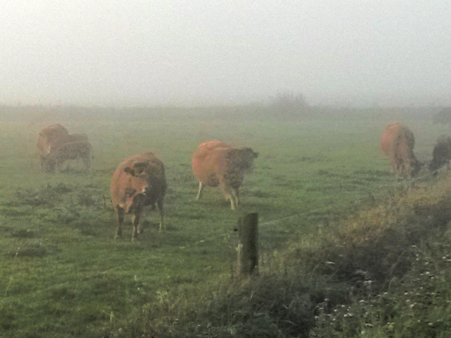 frühnebel im hanrich