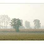 Frühnebel im Herbst