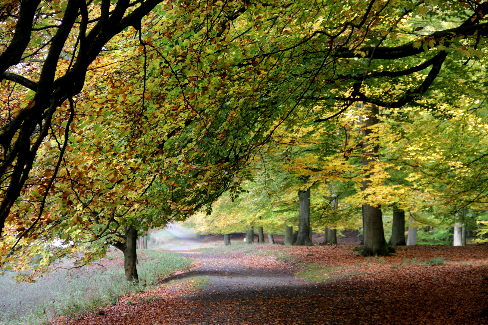 Frühnebel im Herbst