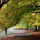 Frühnebel im Herbst