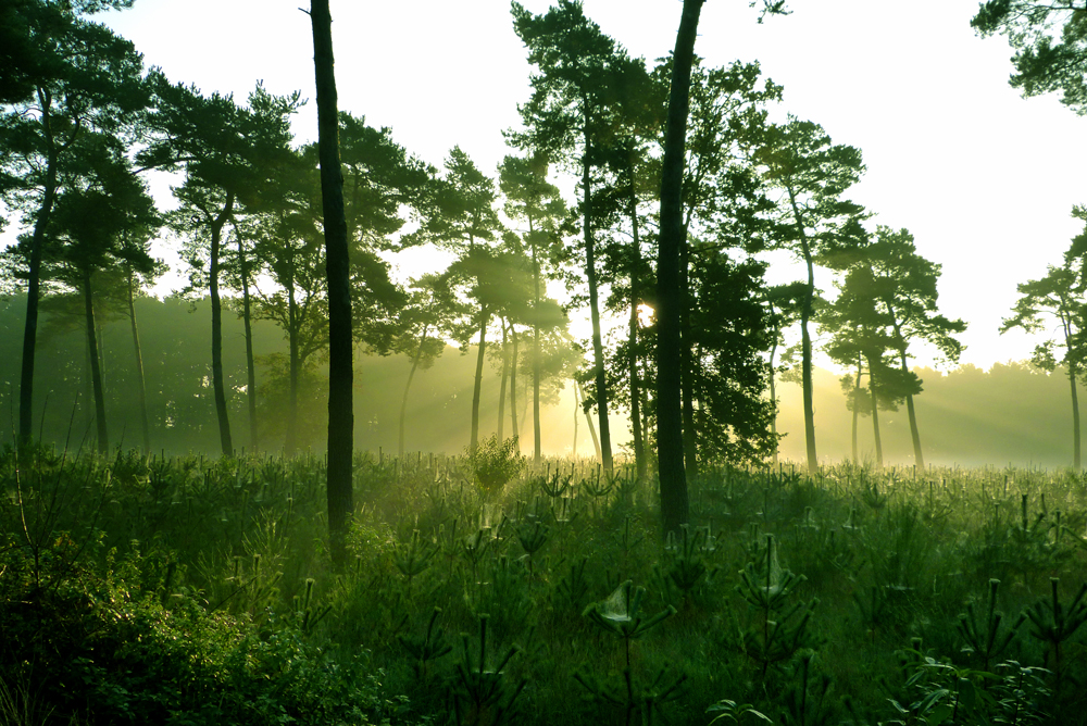 Frühnebel im Herbstwald -2-