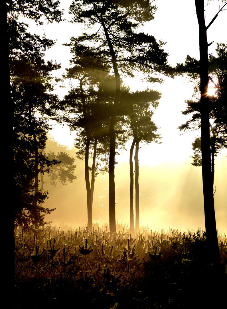 Frühnebel im Herbstwald