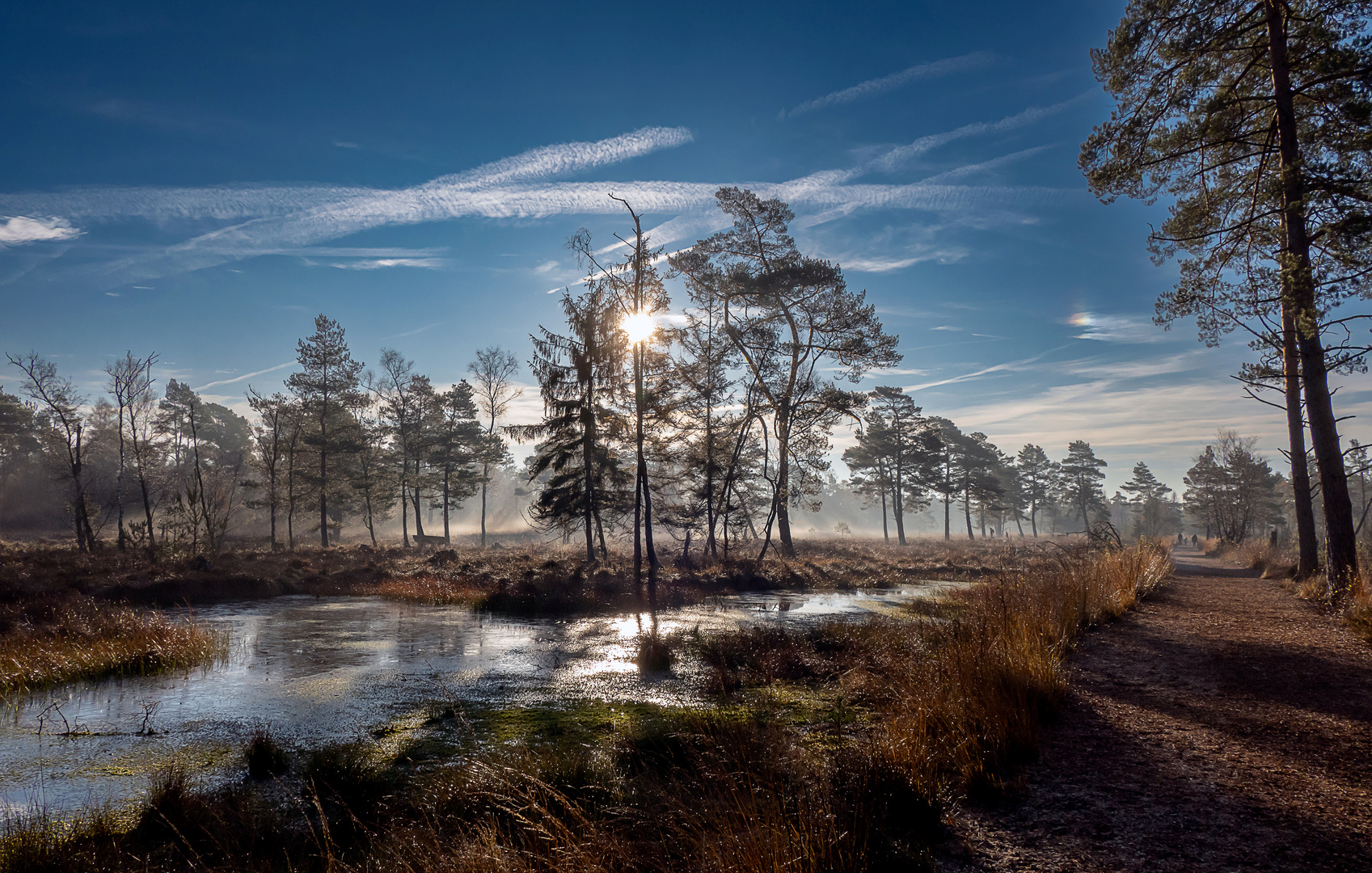 Frühnebel im Moor