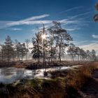 Frühnebel im Moor