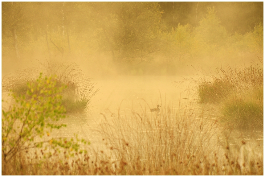 frühnebel im moor