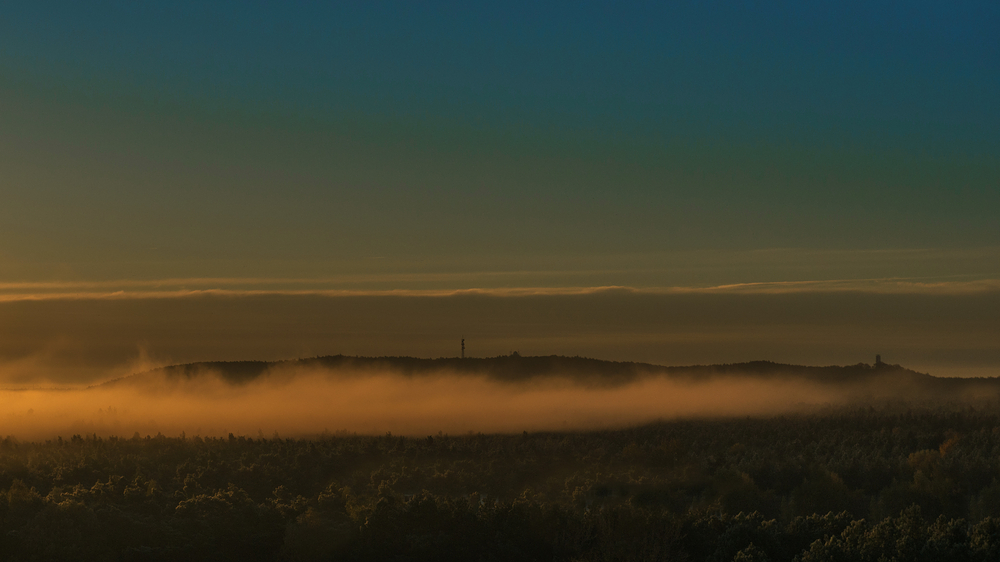 Frühnebel im Müggelseewald