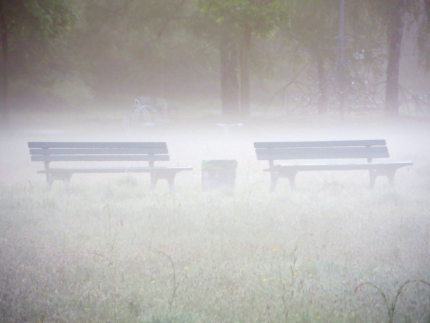 Frühnebel Im Park