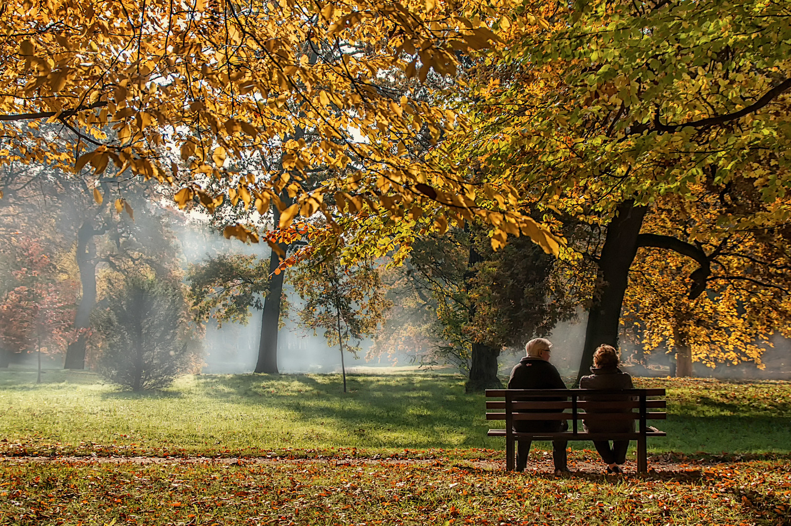 Frühnebel im Park