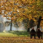 Frühnebel im Park