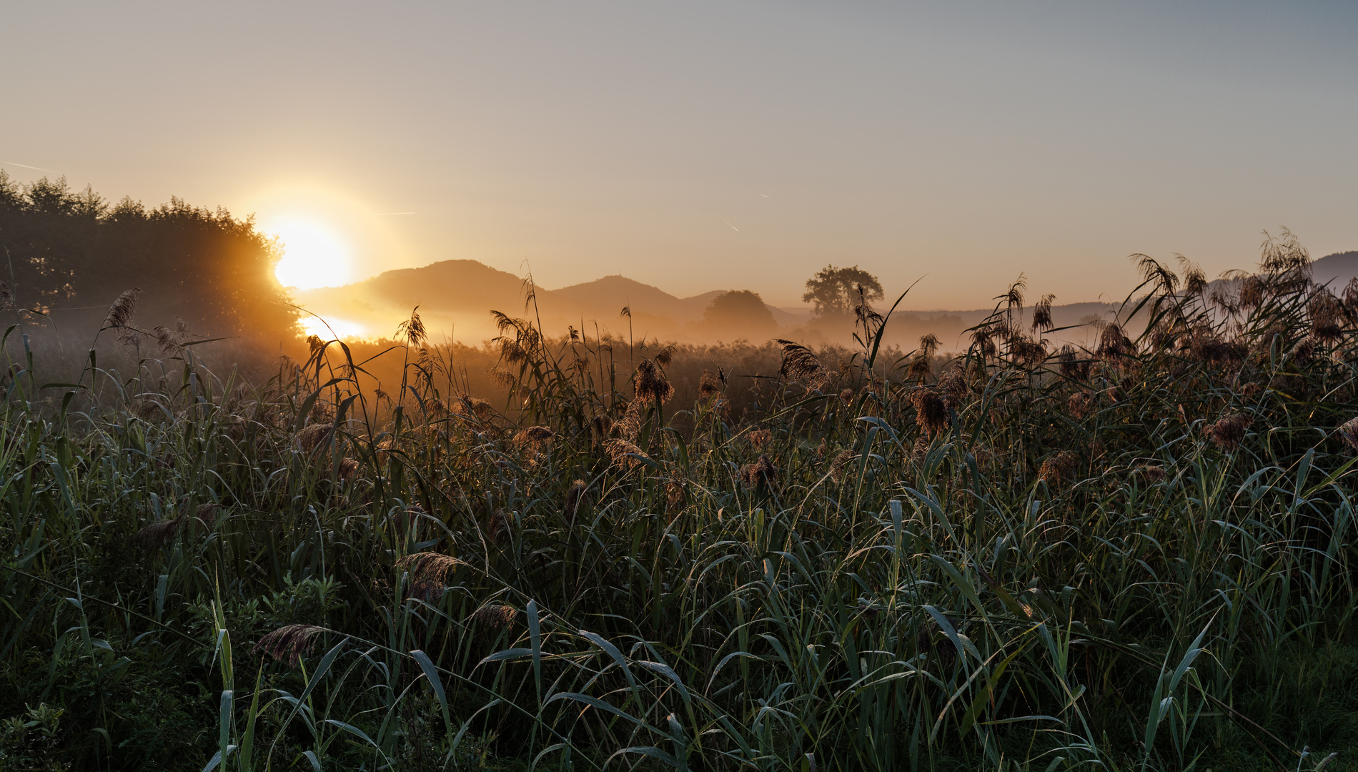 Frühnebel im Schilff