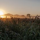 Frühnebel im Schilff