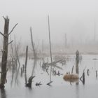 Frühnebel im Schwenninger Moos