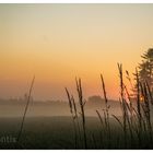 Frühnebel im Sommer