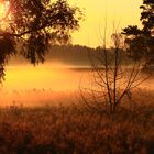 Frühnebel im Spätsommer