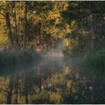 Frühnebel im Spreewald