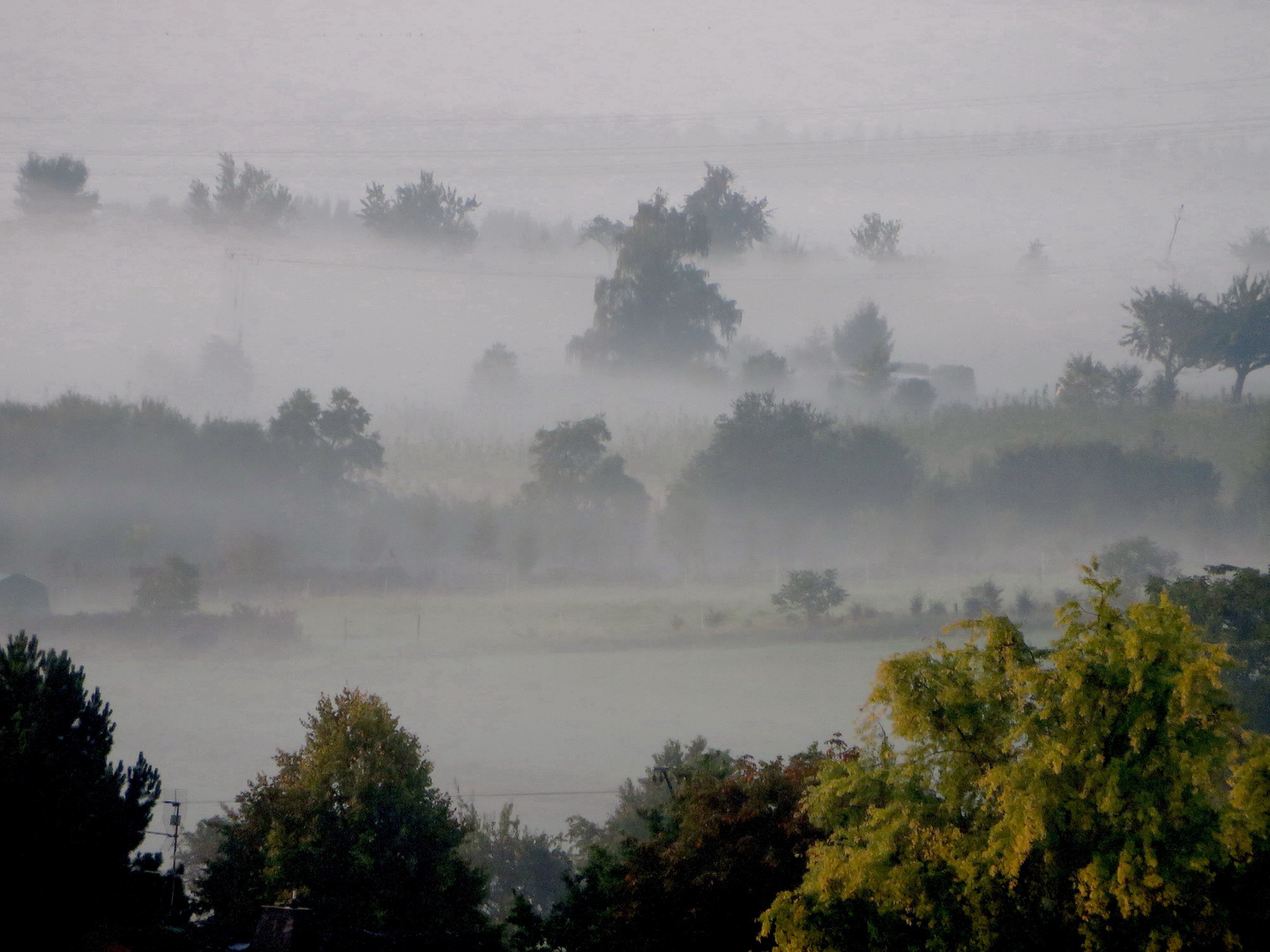 Frühnebel im Westerwald