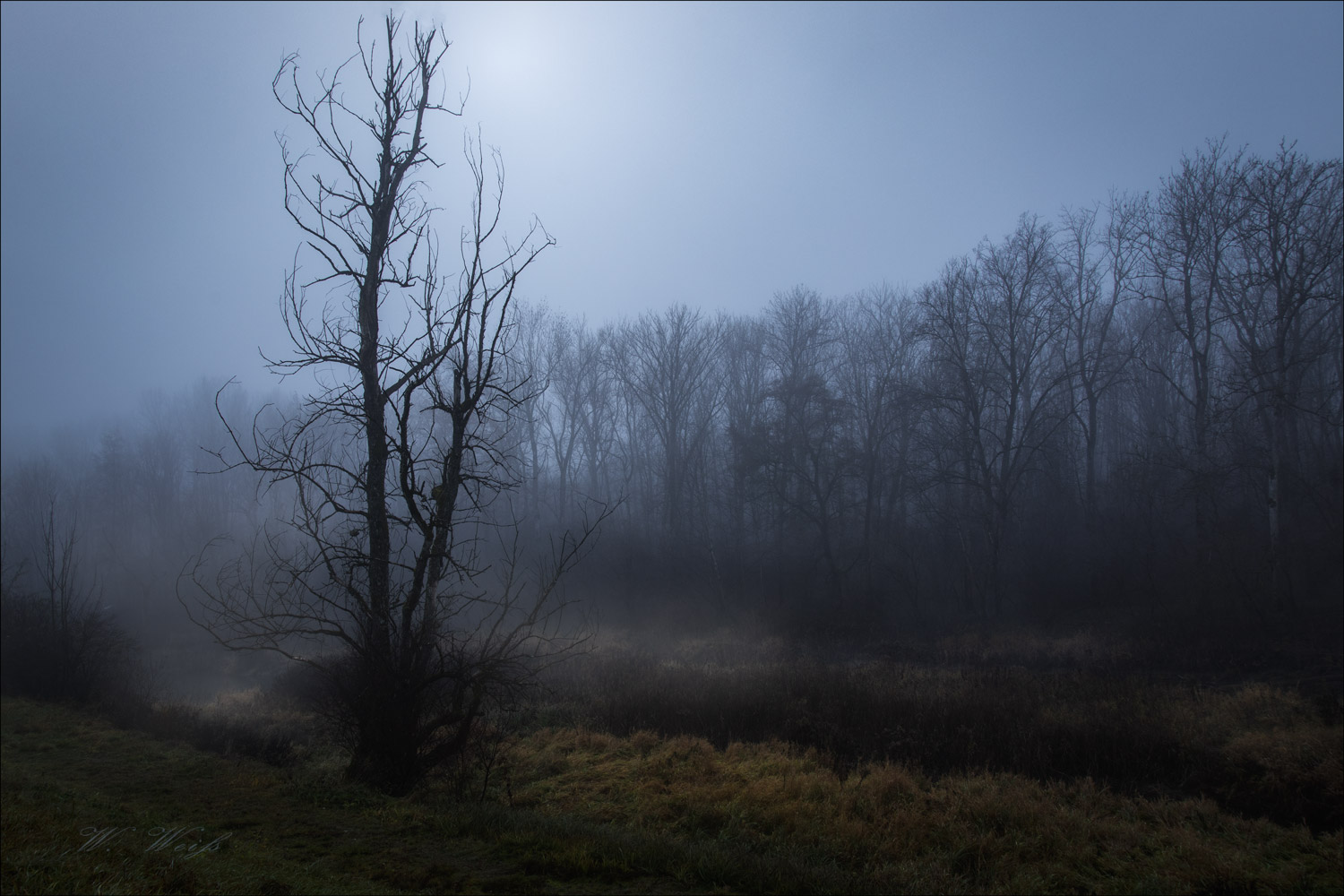 Frühnebel in den Isarauen