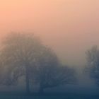 Frühnebel in den Rheinwiesen