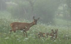 *** Frühnebel in den Streuobstwiesen ***