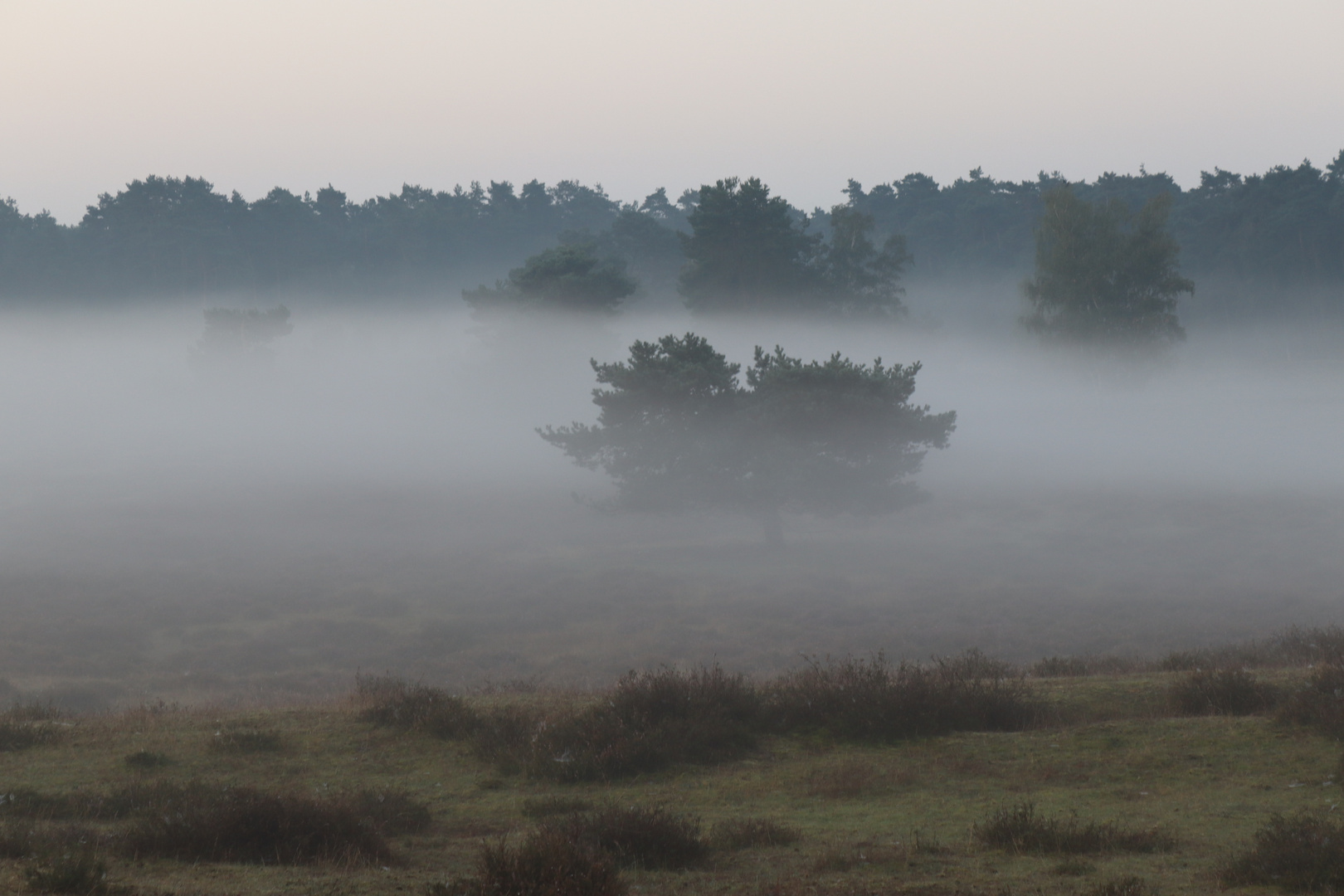 Frühnebel in der Heide