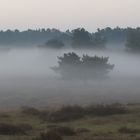 Frühnebel in der Heide