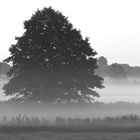 Frühnebel in der Oberalsterniederung  -  early morning fog at Oberalsterniederung