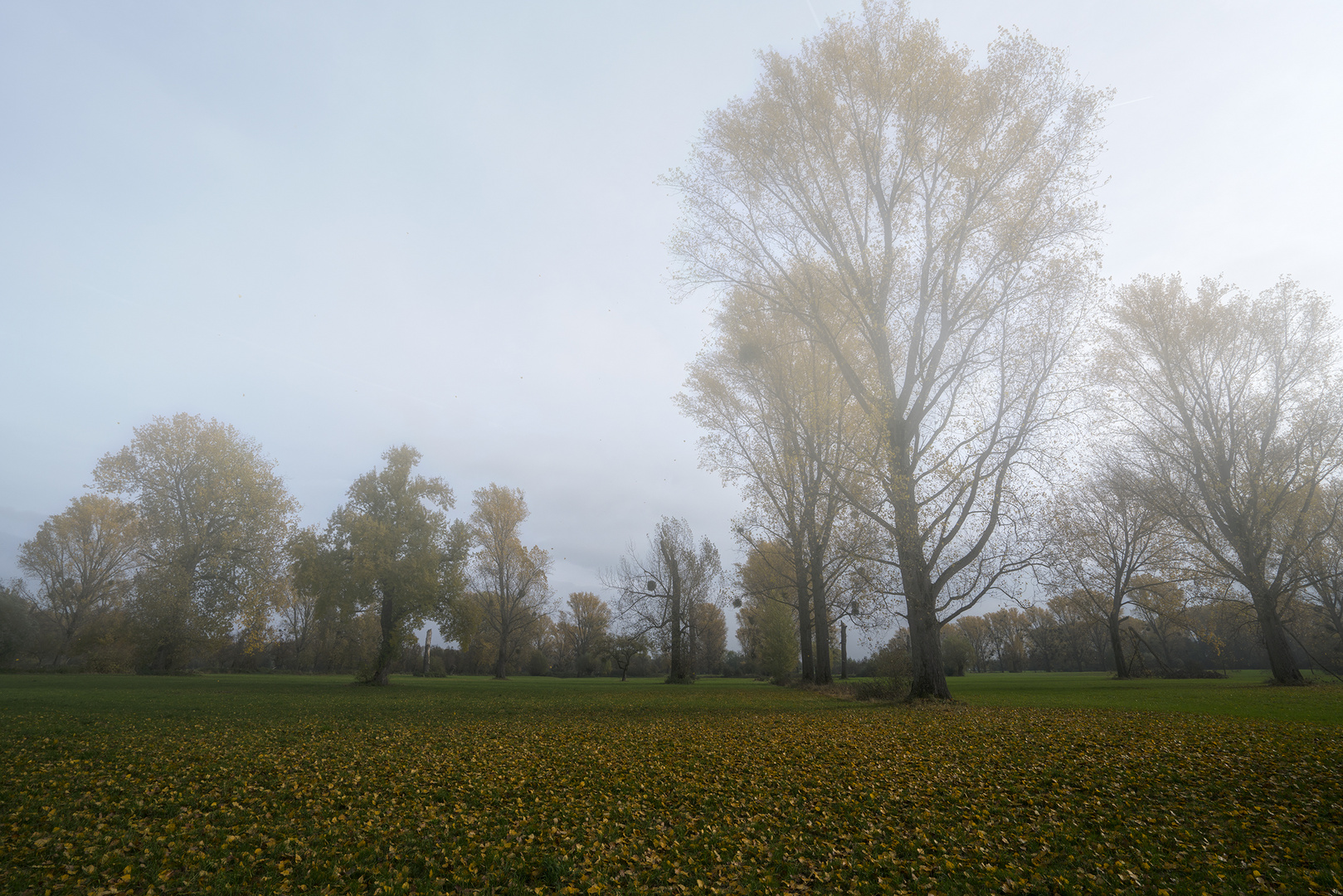 Frühnebel in der Urdenbacher Kämpe