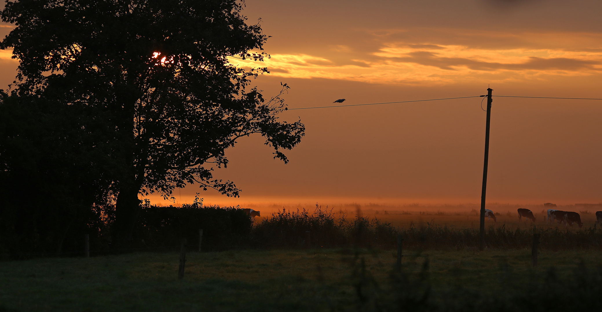 Frühnebel in Ostfriesland im September