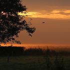 Frühnebel in Ostfriesland im September