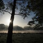 Frühnebel mit Sonnenstrahlen