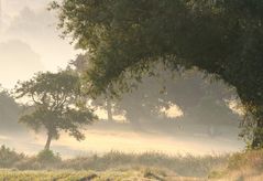 Frühnebel mit Vogel