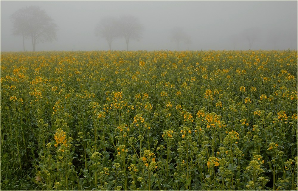 Frühnebel ----------- und sonst nichts ???