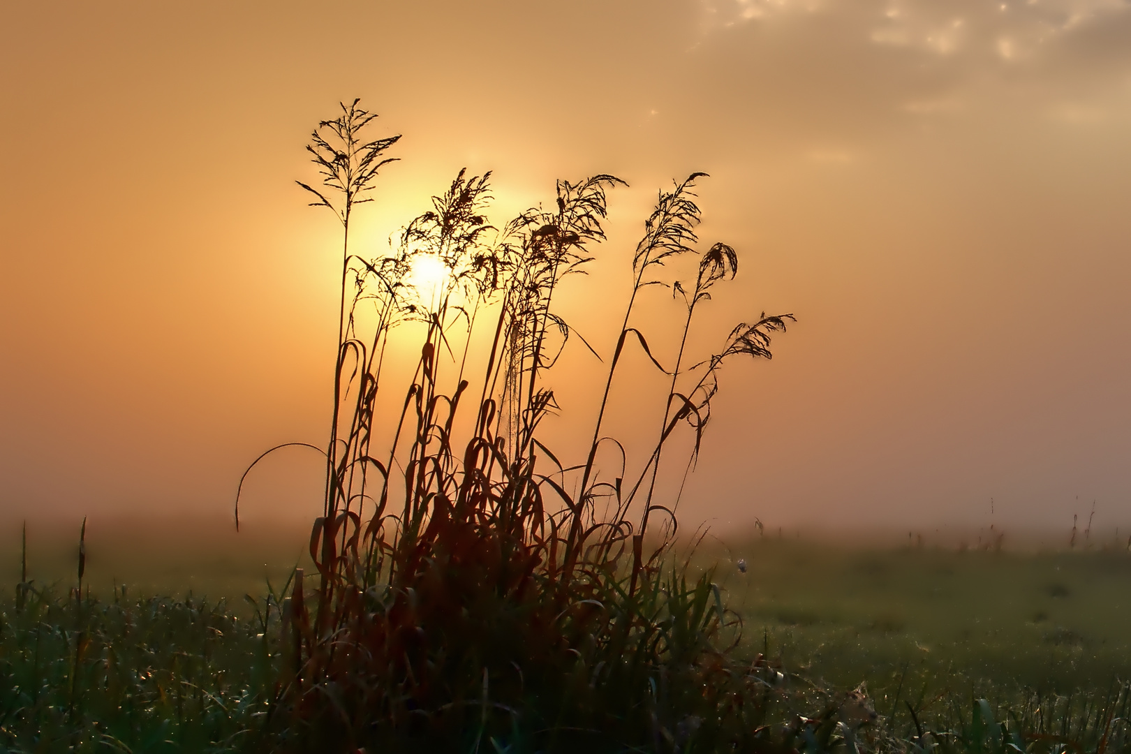 Frühnebel zu Sonnenaufgang  -  early morning fog at sunrise