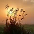 Frühnebel zu Sonnenaufgang  -  early morning fog at sunrise