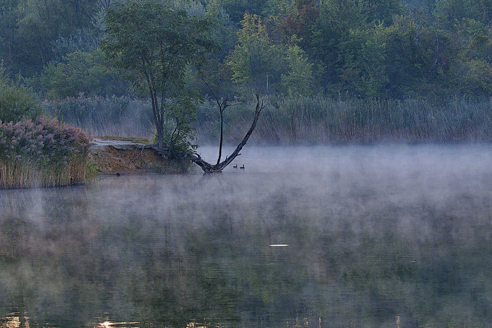 Frühnebelstimmung am Teich