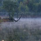 Frühnebelstimmung am Teich