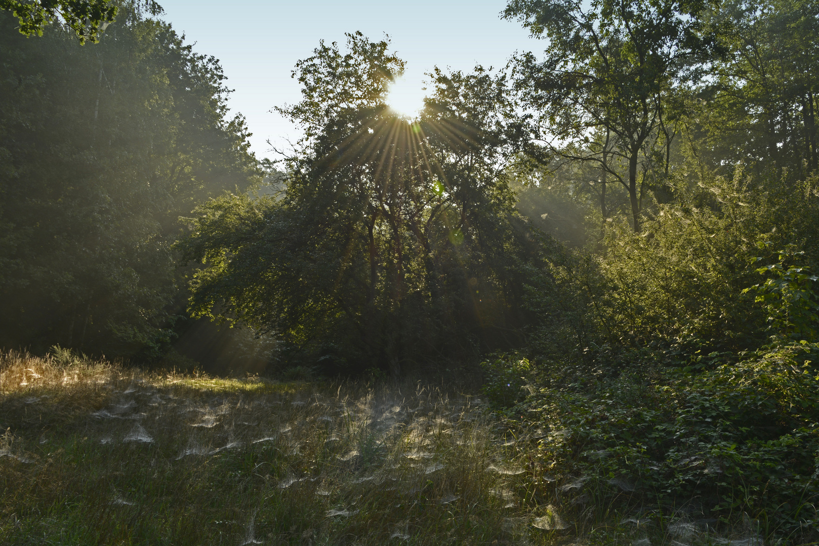 Frühnebelstimmung im Spätsommer