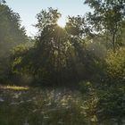 Frühnebelstimmung im Spätsommer