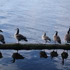 Frühpläuschchen an der Alster