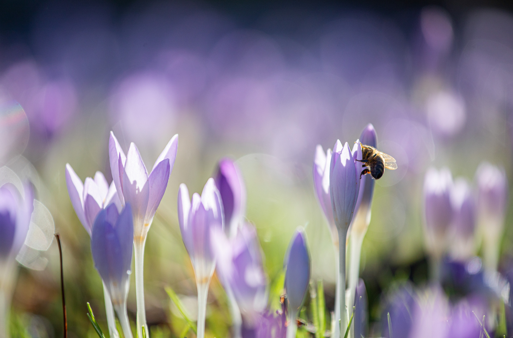 Frühreifes Bienchen