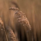 Frühs im Wind