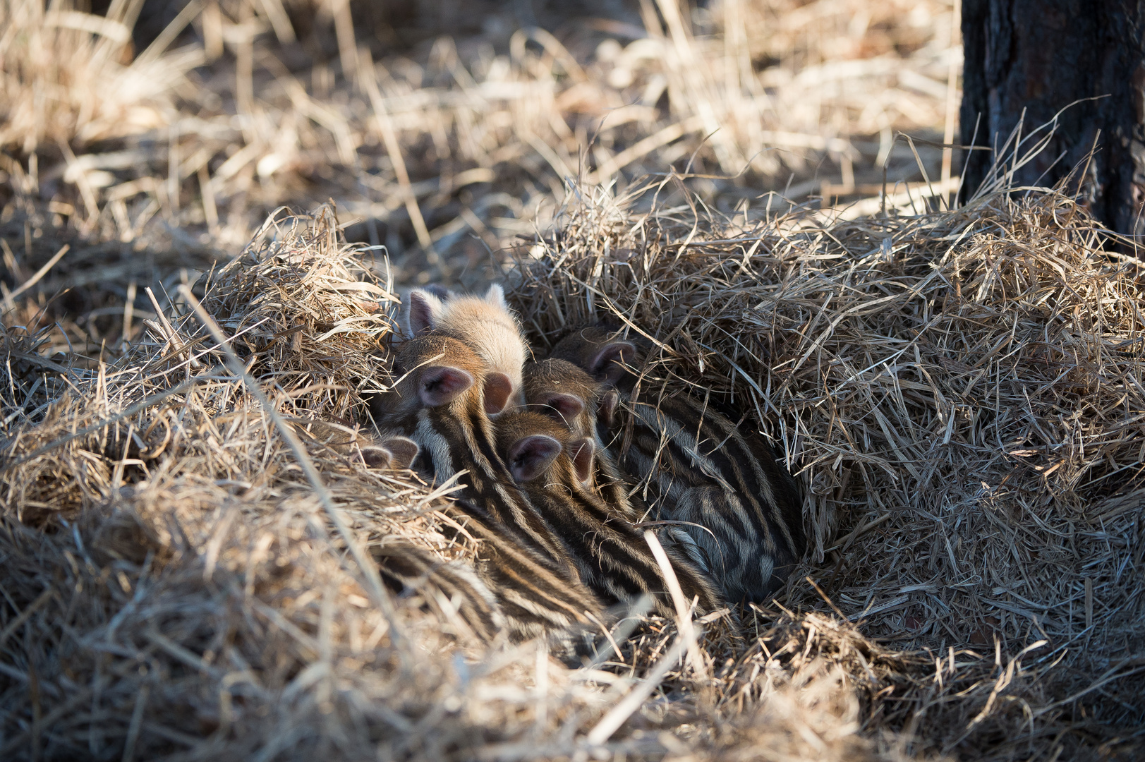 Frühschlinge kuscheln gern!