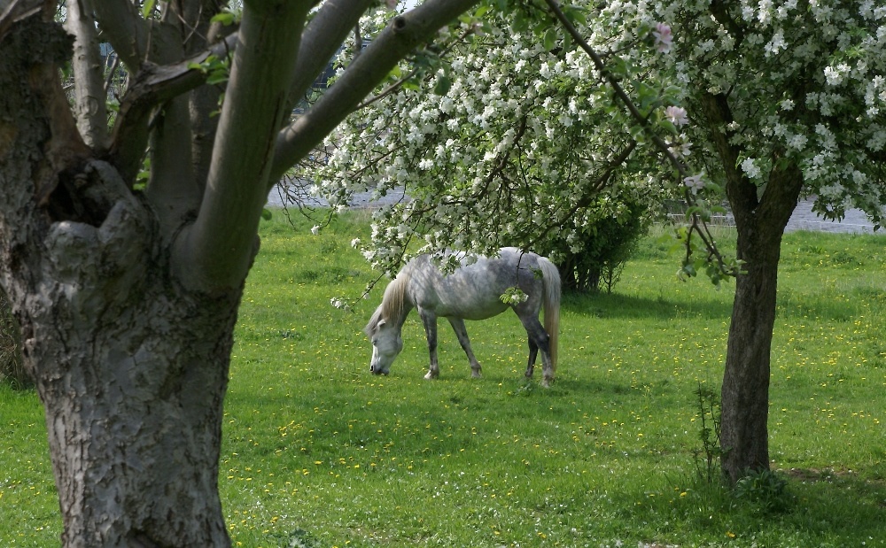 Frühsommer