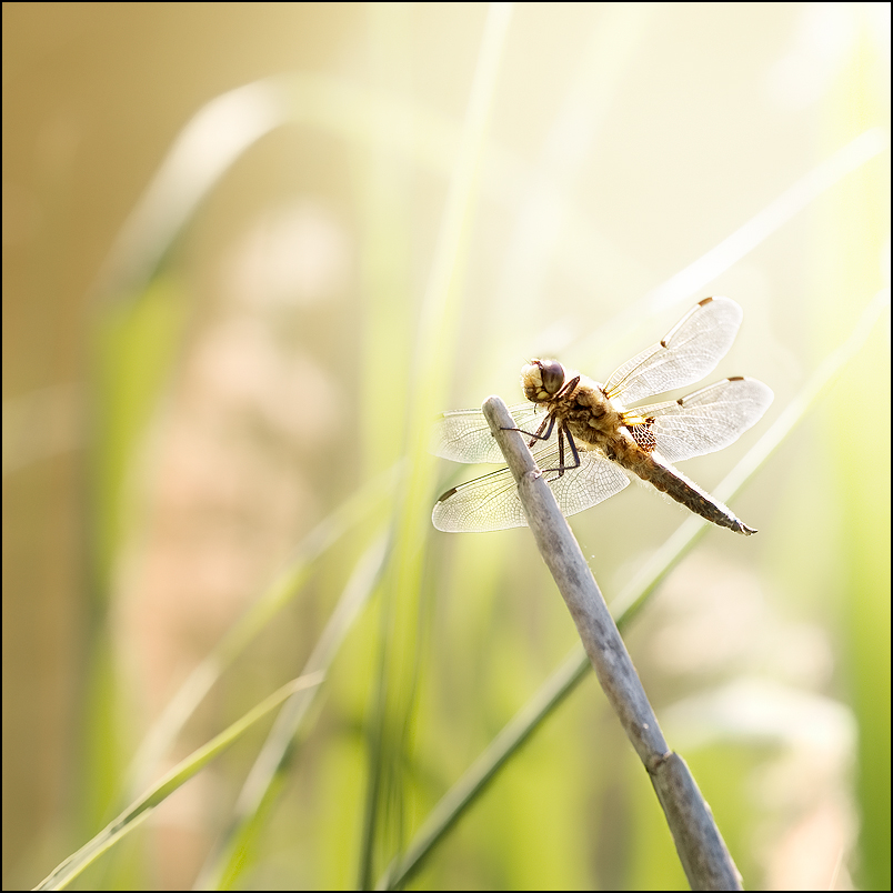 Frühsommer